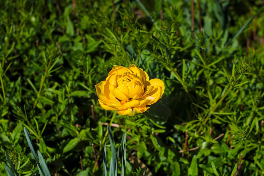Yellow flower in a garden at the Philadelphia Shipyard.