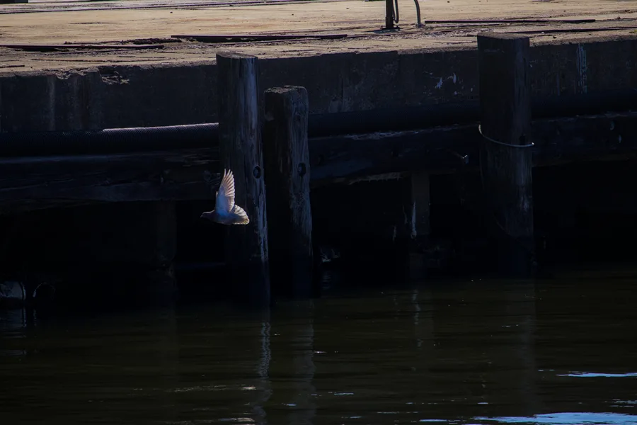 Pigeon flying under a woodwn dock at the Philadelphia Shipyard.