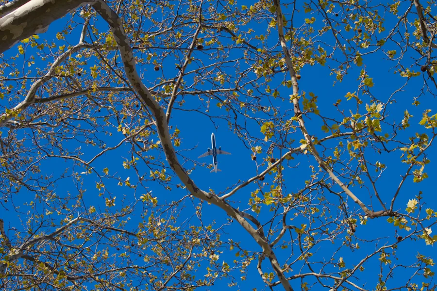 Commercial plane flying over the Philadelphia Shipyard seen thru tree branches and leaves.